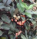 Creeping Strawberry Euonymus / Euonymus kiautschovicus 
